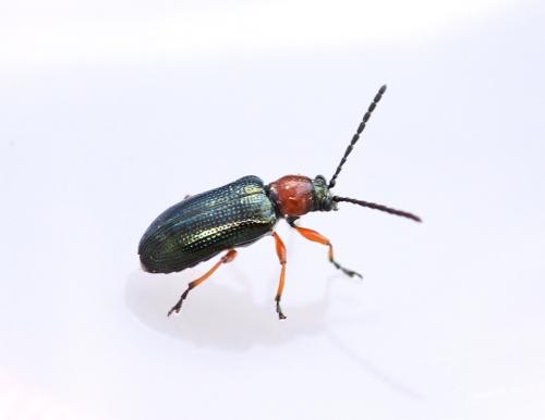 Oulema sp.
